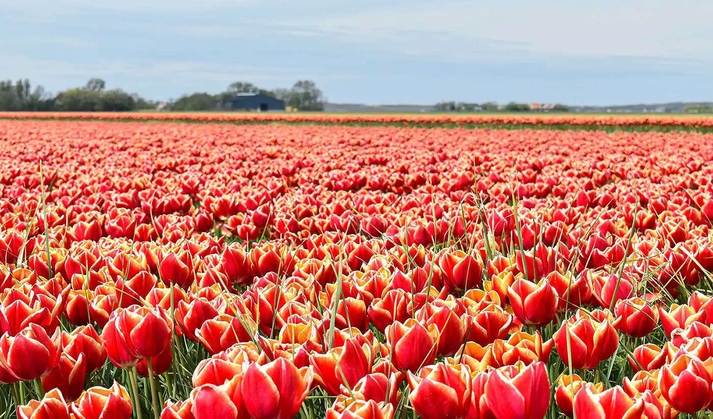 A beautiful field of tulips